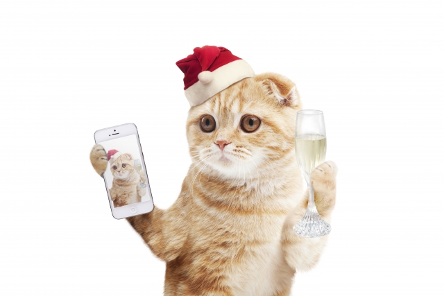 クリスマスコスでスマホとシャンパンを持つ猫